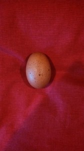 Summer's first egg