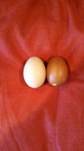 I am once again a very proud chicken mom. Jackie has laid her first egg. The one on the left.