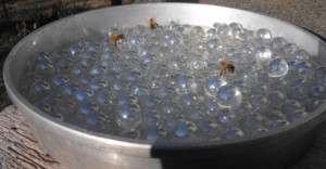 Bee waterer