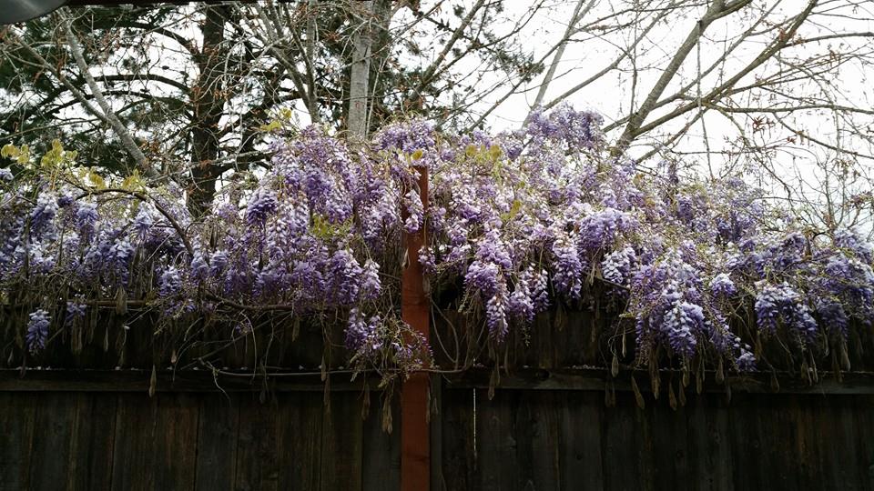 wisteria